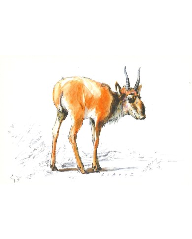 Carte postale - Antilope Carte postale - Antilope