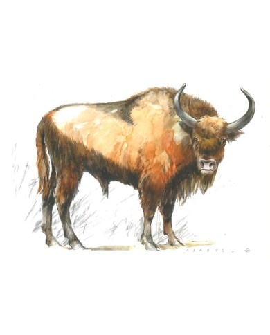 Carte postale - Bison Carte postale - Bison