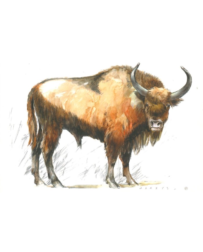 Carte postale - Bison