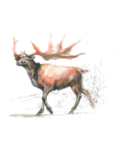 Carte postale - Cerf mégacéros Carte postale - Cerf mégacéros