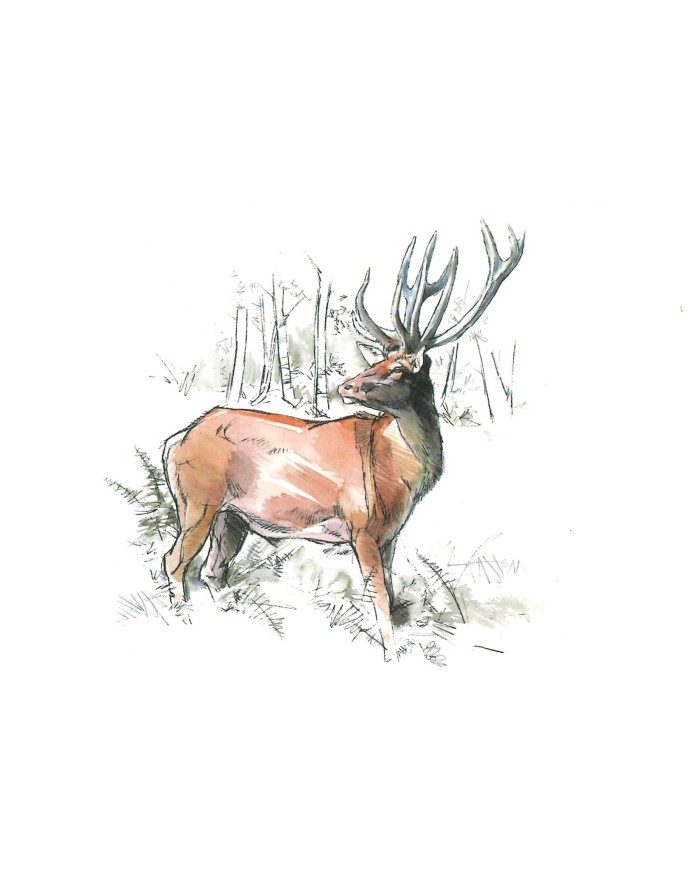 Carte postale - Cerf élaphe
