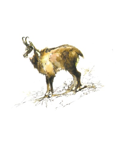 Carte postale - Chamois Carte postale - Chamois