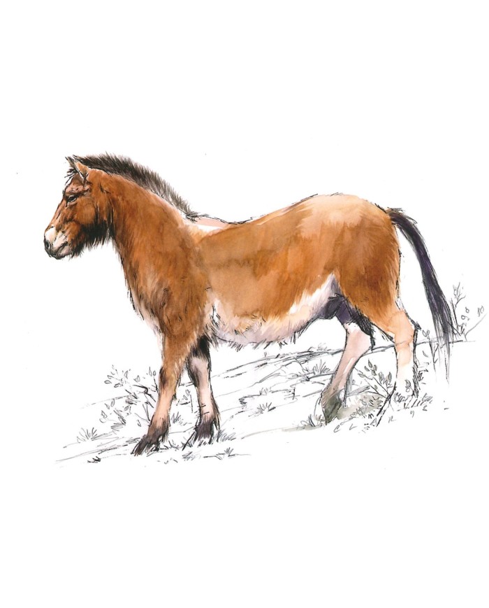 Carte postale - Cheval