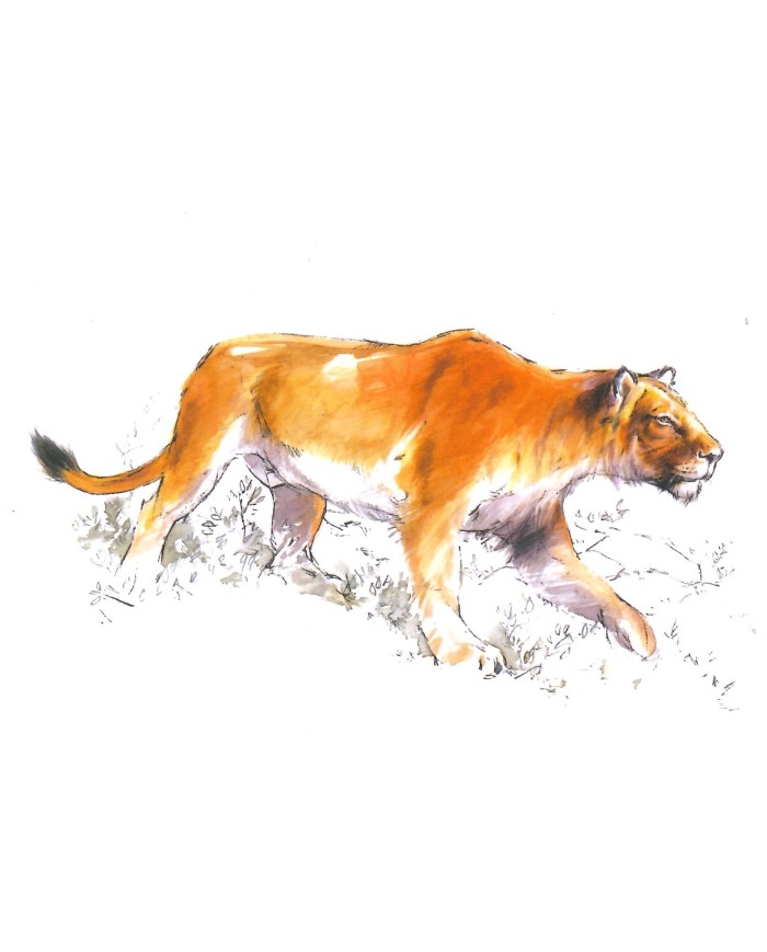 Carte postale - Lion des cavernes