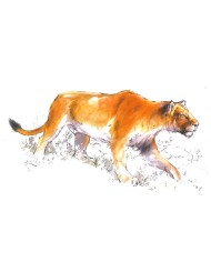 Carte postale - Lion des cavernes