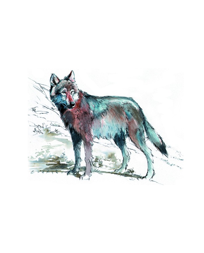 Carte postale - Loup