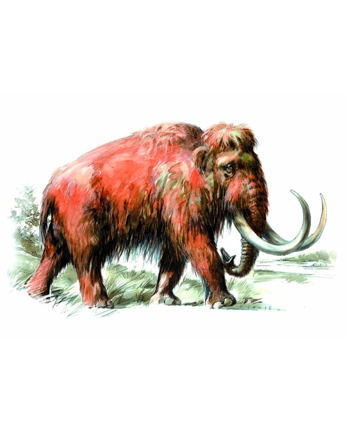 Carte postale - Mammouth