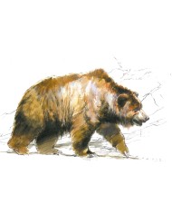 Carte postale - Mammouth