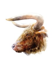 Magnet - Rhinocéros noir