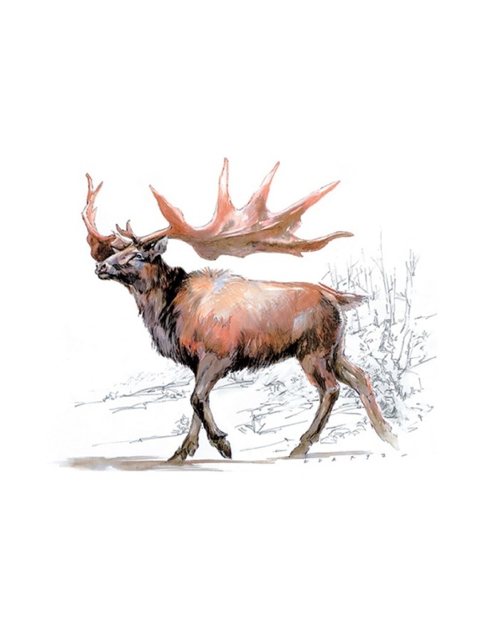 Magnet - Cerf mégacéros