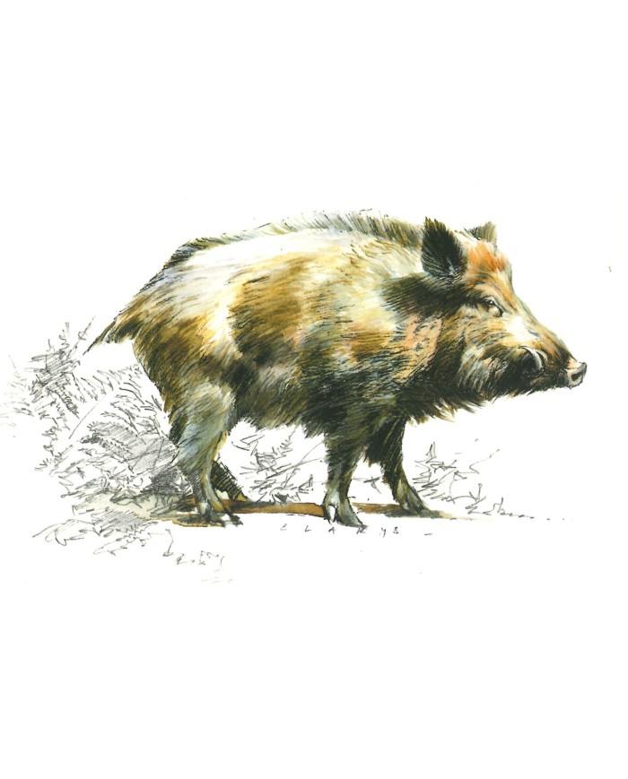 Carte postale - Sanglier