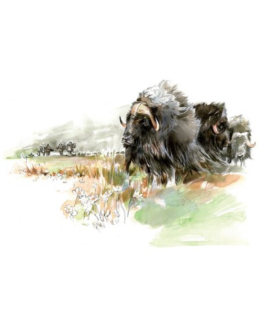 Magnet - Boeuf muscé