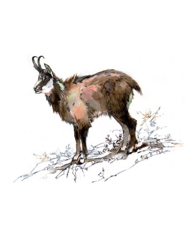 Magnet - Chamois Magnet - Chamois
