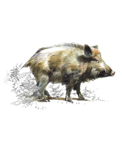 Magnet - Sanglier Magnet - Sanglier