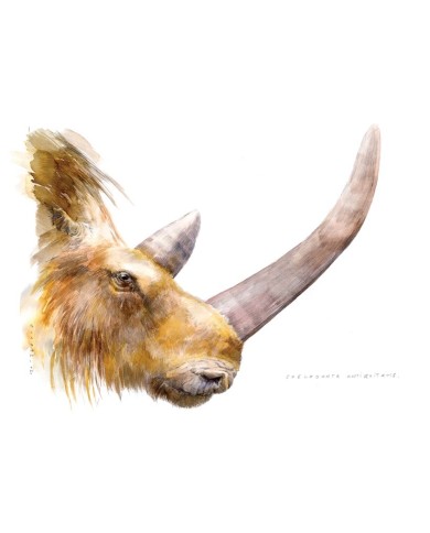 Magnet - tête de rhinocéros Magnet - tête de rhinocéros