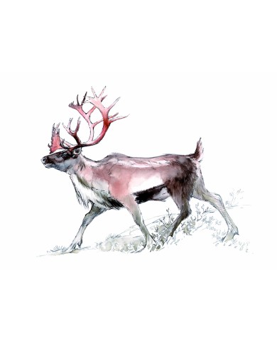 Carte postale - Renne