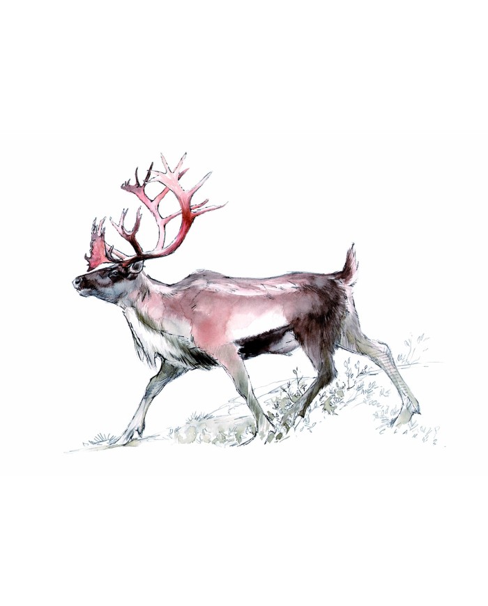 Carte postale - Renne