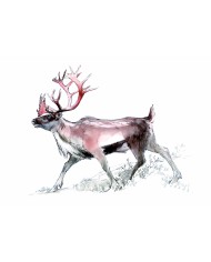 Carte postale - Autralopithecus Afarensis