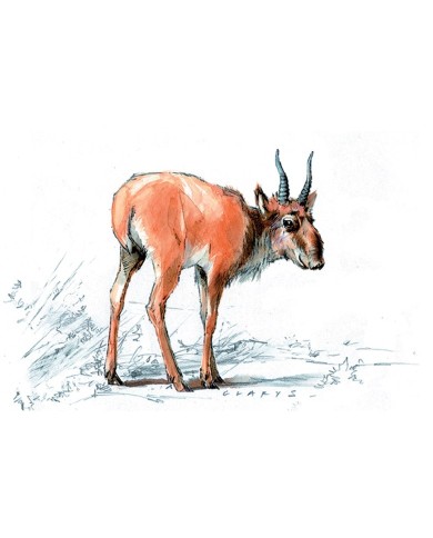 Magnet - Antilope Magnet - Antilope