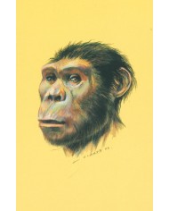 Carte postale - Autralopithecus Africanus
