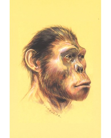 Carte postale - Autralopithecus Africanus
