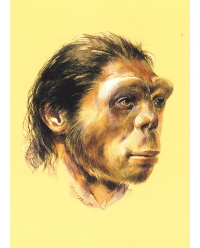 Carte postale - Homo erectus Zhoukoudian