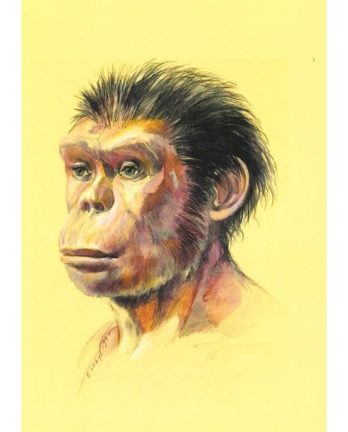 Carte postale - Homo habilis Olduvai
