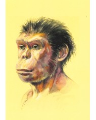 Carte postale - Homo habilis Olduvai
