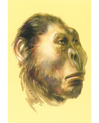 Carte postale - Paranthropus Robutus