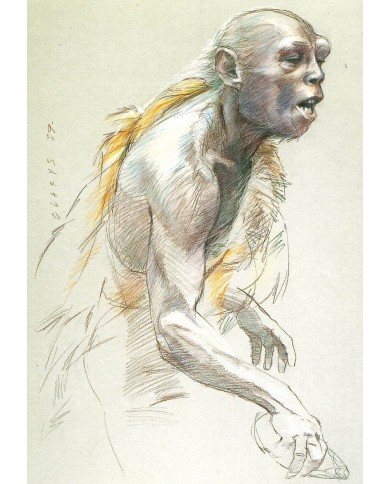 Carte postale - Homo Habilis vieillard Carte postale - Homo Habilis vieillard