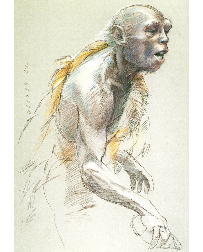 Carte postale - Homo Habilis vieillard