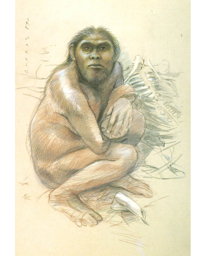 Carte postale - Homo Habilis Femme