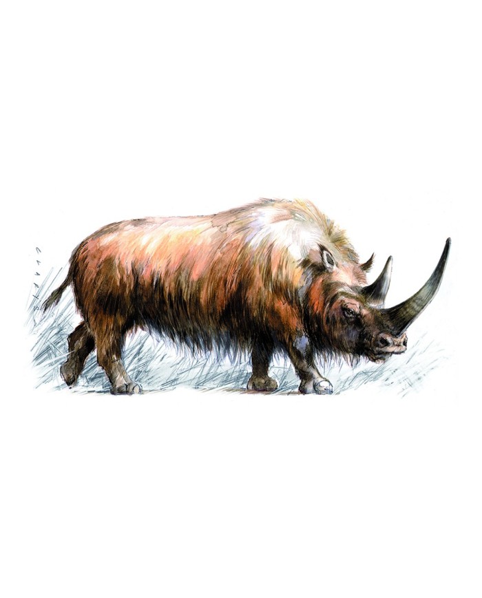 Magnet - Rhinocéros