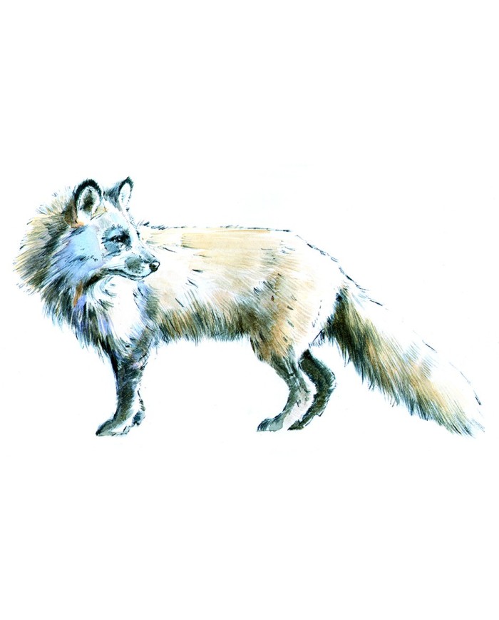 Magnet - Renard polaire